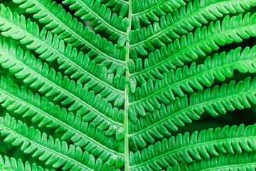 macro fern leaf close up