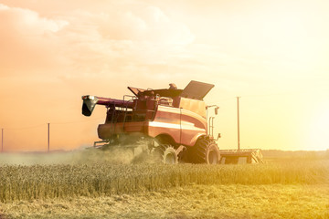 Fototapeta premium Harvester is working during harvest time in the farmer’s fields, machine is cutting grain plants at sunset, agriculture concept