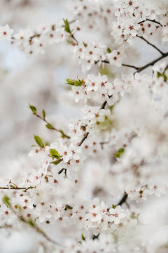 Snow-white flowers of a cherry on branches. Cherry blossom in early spring. Photograph taken at shallow depth of field.