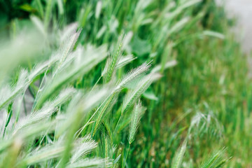 spikelets of grass close-up on a blurred background