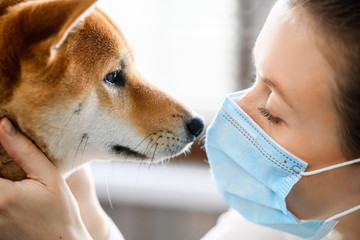 A girl in a medical mask and a dog of the Shiba Inu breed look yey to yey.  In difficult times of...