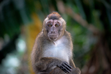 A curious monkey in an local province of the Philippines