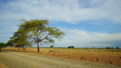 Obraz premium The Savana Bekol aluran National Park in Banyuwangi, Indonesia