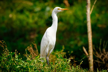Obraz premium An egret looking for a target