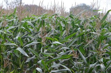 green corn field, rural India