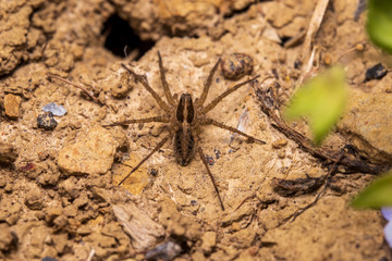 spider on the ground