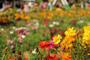 field of flowers