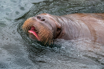 Fototapeta premium Walrus (Odobenus rosmarus) swimming in water, close up of head showing whiskers / vibrissae