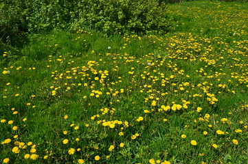 Yellow flowers bloomed in the forest. Dandelions.