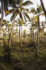 Jungle landscape with tropical palm trees. Copy, empty space for text