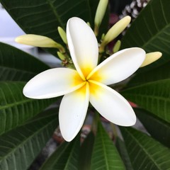 Fototapeta premium white plumeria flower