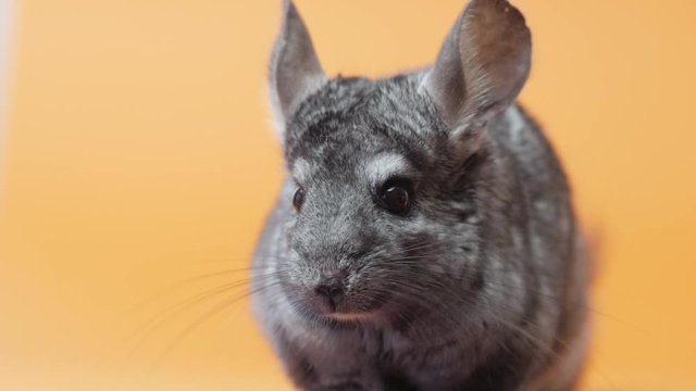 cute gray chinchilla sitting on orange colored studio background, lovely pets concept, purebred fluffy rodent, animal behavior