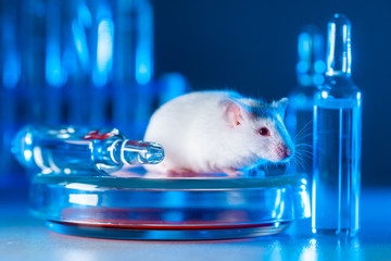 Testing vaccines or drugs in laboratory animals. White albino mouse in a modern laboratory, next to...