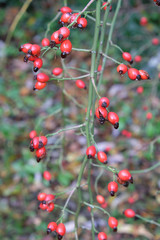 Ripe rosehip berries on a bush branch in the fall.