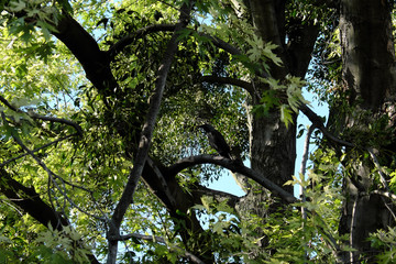 Fototapeta premium Crow among maple tree branches. Bird on a branch.