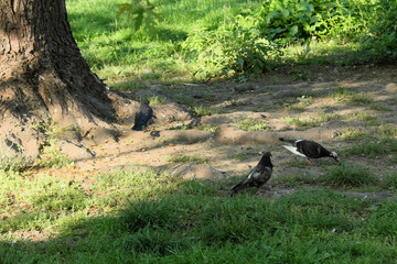 Obraz na płótnie Canvas Three urban pigeons near the roots of a tree.
