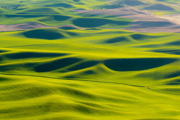Beautiful green wheat field farmland patterns seen from Steptoe Butte, Washington. High above the Palouse in eastern Washington this viewpoint offers unparalleled views of a truly unique landscape.