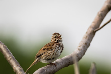 Song Sparrow singing in Spring perched on a branch clean neutral background