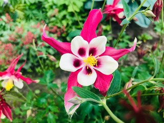 pink and yellow flowers