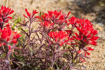 red Indian Paintbrush wildflowers in bloom in the Buttermilks of Eastern Sierra Nevada mountains California USA