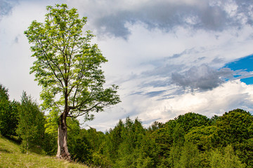 Obraz premium Spring day in the Carpathians in Romania