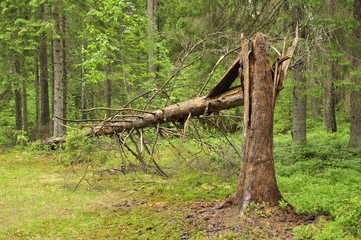 A broken pine tree in the background is a forest.
