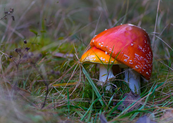 
two red fly agaric in the grass