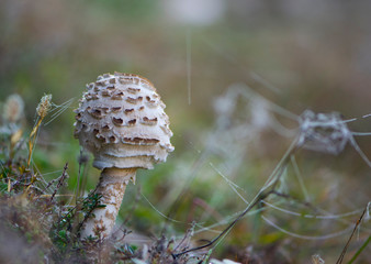 
mushroom umbrella grows in the grass