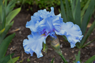 Blue Iris Flower Close-up