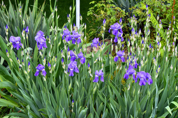 Field of Purple Iris Flowers