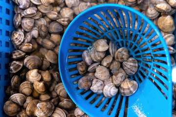 Fresh enamel venus shell (Meretrix lyrata) Meretrix is a genus of edible saltwater clams, marine bivalve molluscs in the family Veneridae, the Venus clams.