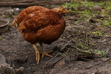 Chicken standing on a rural garden in the countryside. Close up of a chicken standing on a backyard shed with chicken coop. Free range birds