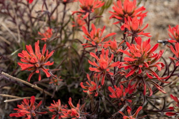 red Indian Paintbrush wildflowers in bloom in May in the Buttermilks of Eastern Sierra Nevada mountains California
