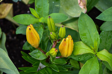 yellow tulips Budding 