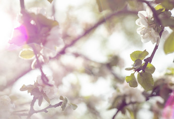 spring white flowers blooming apple trees on a blue background