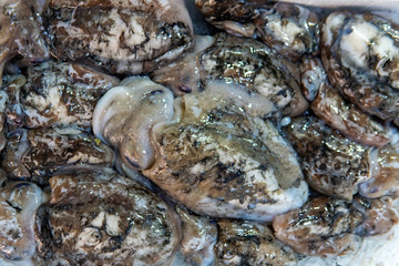 Fresh octopus lies on the counter, a trading showcase. Seafood. Ice. A large number, top view