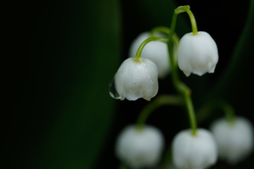 Portrait of beautiful convallaria. Close up of white bells on background of green leaves. Concept of nature background.
