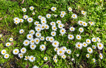 Lawn daisies blooming in spring, Finland