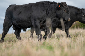 murray grey and Angus cattle grazing on pasture..