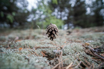 Pine cone in the forest at the time of falling above the ground, close-up, stop motion.