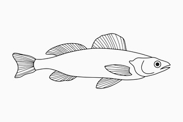 Outline underwater animal isolated on white. Sketch hand drawing art line. Fish for coloring page book. Outline sea life. Vector stock illustration. EPS 10