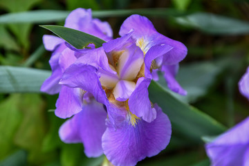 Overhead view of a purple and yellow iris in a spring garden
