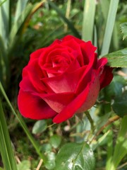 red rose in garden