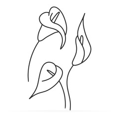 Doodle calla lilies icon isolated on white. Sketch flower. Coloring page book. Hand drawing line art. Outline vector stock illustration. EPS 10