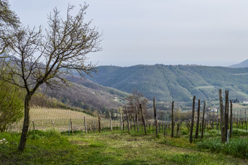 Fototapeta na wymiar Vineyard in springtime at the Euganean Hills near Este, Padua - Veneto Italy