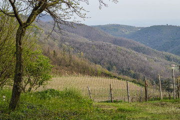 Obraz premium Vineyard in springtime at the Euganean Hills near Este, Padua - Veneto Italy