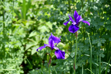 Two Purple Siberian Irises © Charles