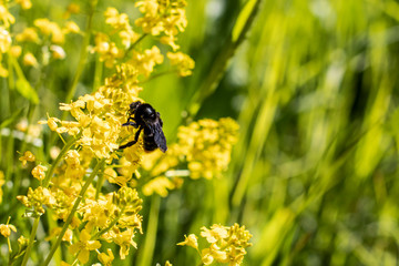 A close up view of a black Bombus lapidarius red-tailed bumblebee sitting and pollinating a yellow Bunias orientalis Turkish wartycabbage with some flowers and plants blurred off focus for copyspace