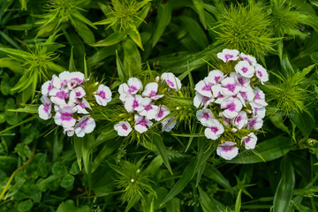 Tiny pink and white flowers with a green leafy background