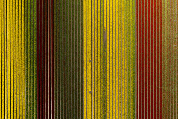 Red and yellow tulips in a tulip field; top down aerial view